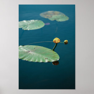 Affiche Paysage naturel Eau jaune Lily Pond