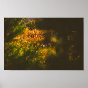 Affiche Paysage naturel Paysage Forêt Araignée Spiderweb