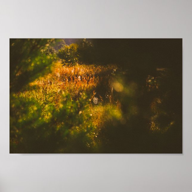 Affiche Paysage naturel Paysage Forêt Araignée Spiderweb (Devant)