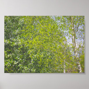 Affiche Paysage naturel Paysage rural Birch Trees 