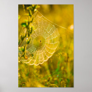 Affiche Paysage naturel Spiderweb Spiderweb Soleil