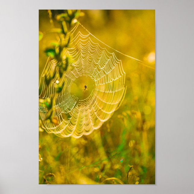 Affiche Paysage naturel Spiderweb Spiderweb Soleil (Devant)