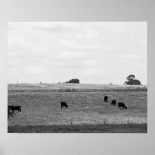 Affiche Paysage noir et blanc de vaches pâturant dans un 