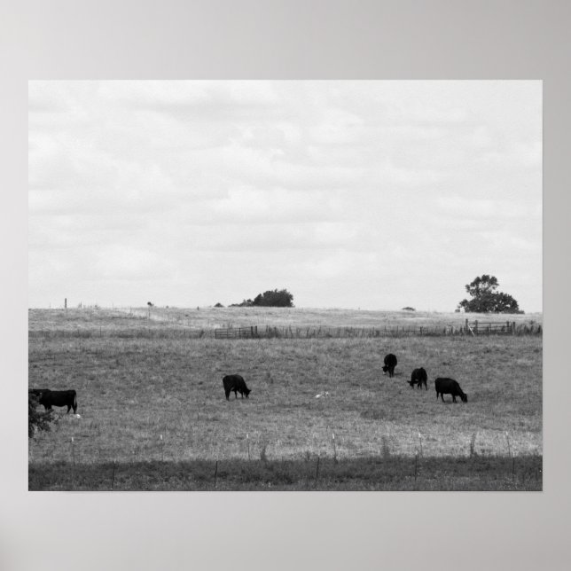 Affiche Paysage noir et blanc de vaches pâturant dans un c (Devant)