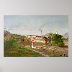 Affiche Paysans rassemblant la canne à sucre