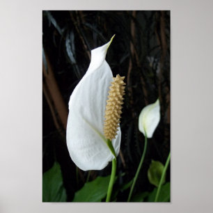 Affiche Peace Lily photo florale