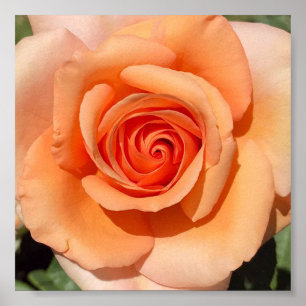 Affiche Peach Rose