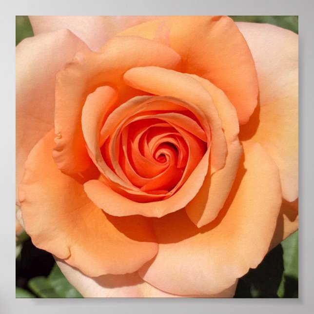 Affiche Peach Rose (Devant)