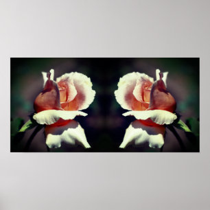 Affiche Peach Rosebud Flower Close Up Mirror Abstrait