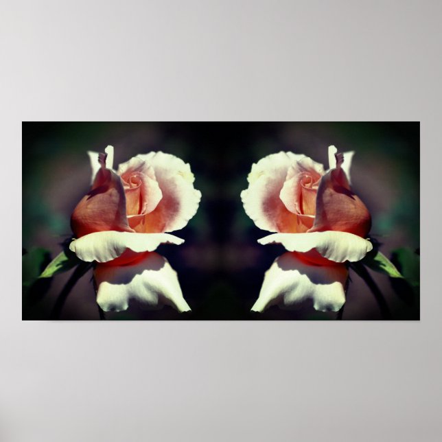 Affiche Peach Rosebud Flower Close Up Mirror Abstrait (Devant)