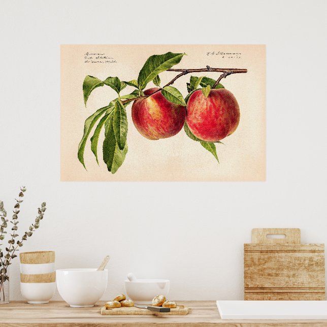 Affiche Peaches (Prunus Persica) par Royal Charles Steadma (Cuisine)