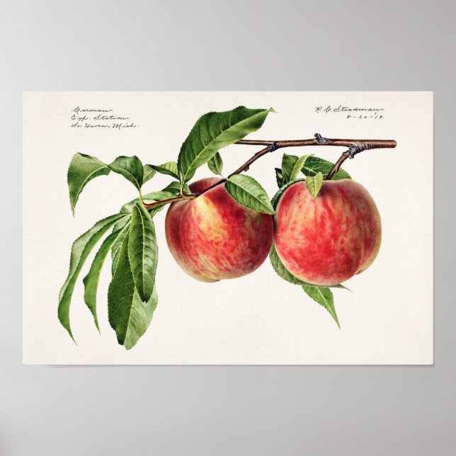 Affiche Peaches (Prunus Persica) Peinture à l'aquarelle de (Devant)