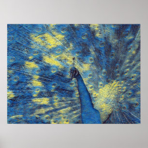 Affiche Peacock Artwork in Van Gogh Starry Night Colonnes