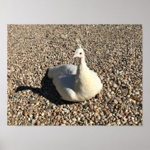 Affiche Peacock Blanc, Idaho