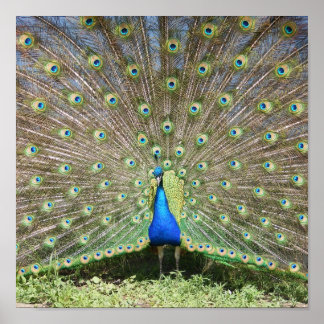 Affiche Peacock bleu