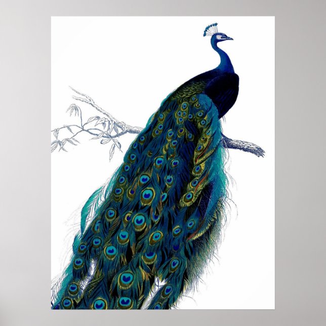 Affiche Peacock couleur bleu vintage (Devant)