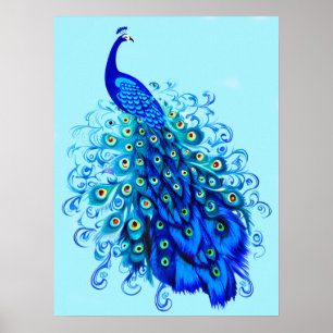 Affiche Peacock en bleu turquoise et cobalt