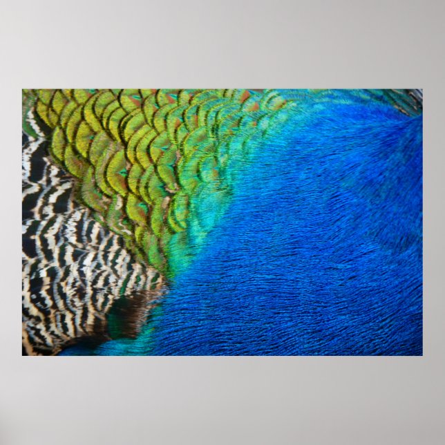 Affiche Peacock Feathers IV Colorful Abstrait Nature (Devant)