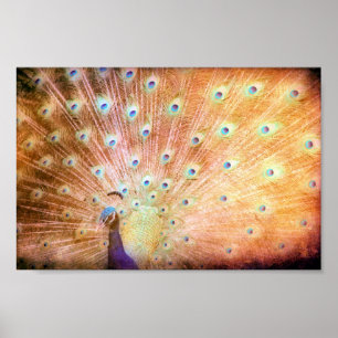 Affiche Peacock Grunge
