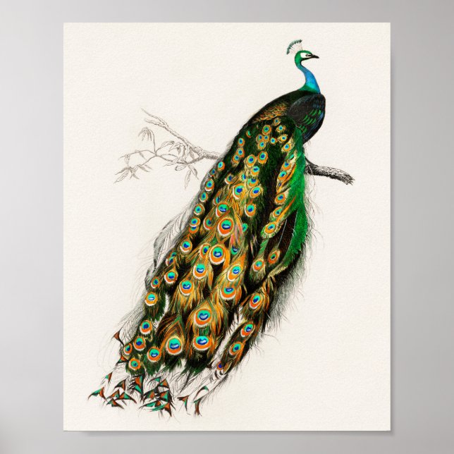 Affiche Peacock Illustration Vintage Art Print (Devant)