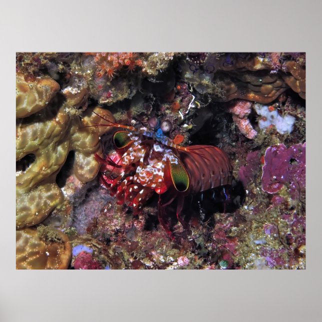 Affiche Peacock Mantis Shrimp  (Devant)