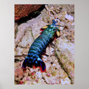 Affiche Peacock Mantis Shrimp-Gilis