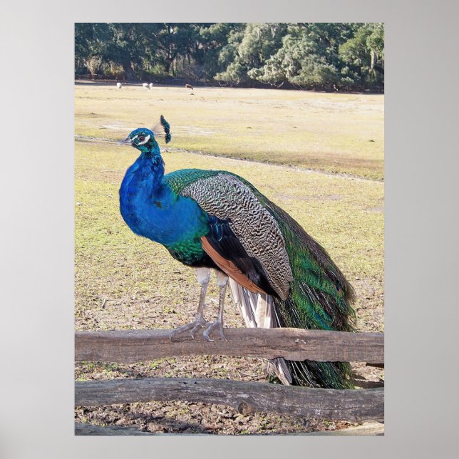 Affiche Peacock on a Fence (Devant)