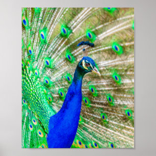 Affiche Peacock Plumage