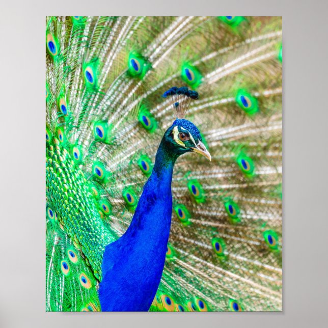 Affiche Peacock Plumage (Devant)