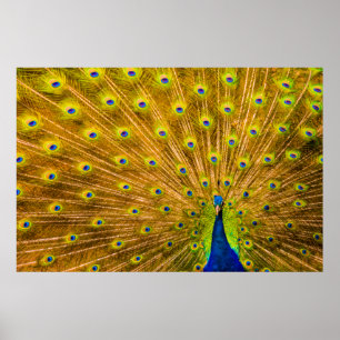 Affiche Peacock, Silver Falls, Kauai, Hawaii