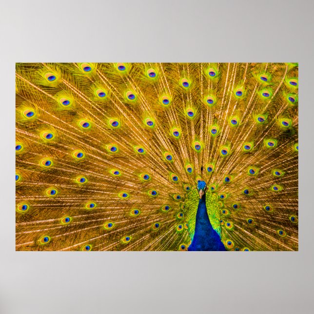 Affiche Peacock, Silver Falls, Kauai, Hawaii (Devant)