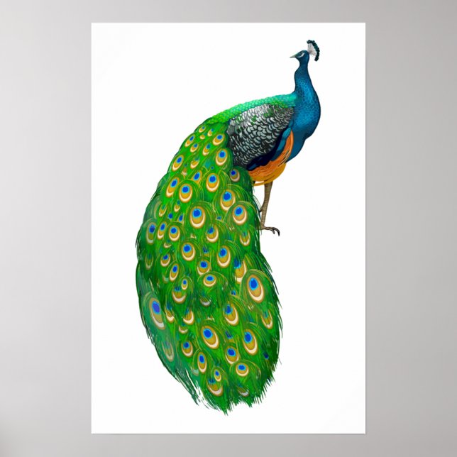Affiche Peacock Small (Devant)