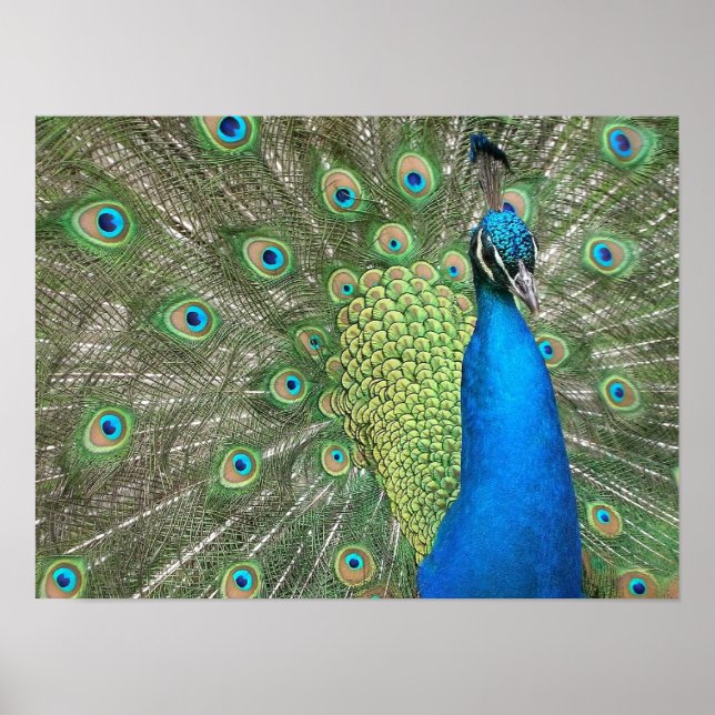 Affiche Peacock Strut Print (Devant)