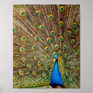 Affiche Peacock Tail Feathers