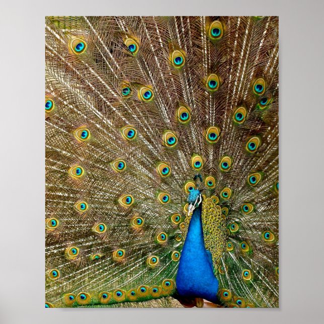 Affiche Peacock Tail Feathers (Devant)