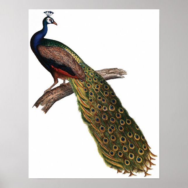Affiche Peacock vintage (Devant)