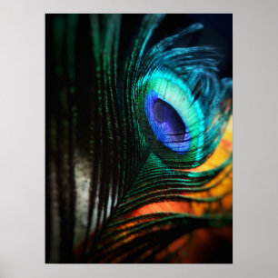 Affiche Peakcock Feather up close et personnel