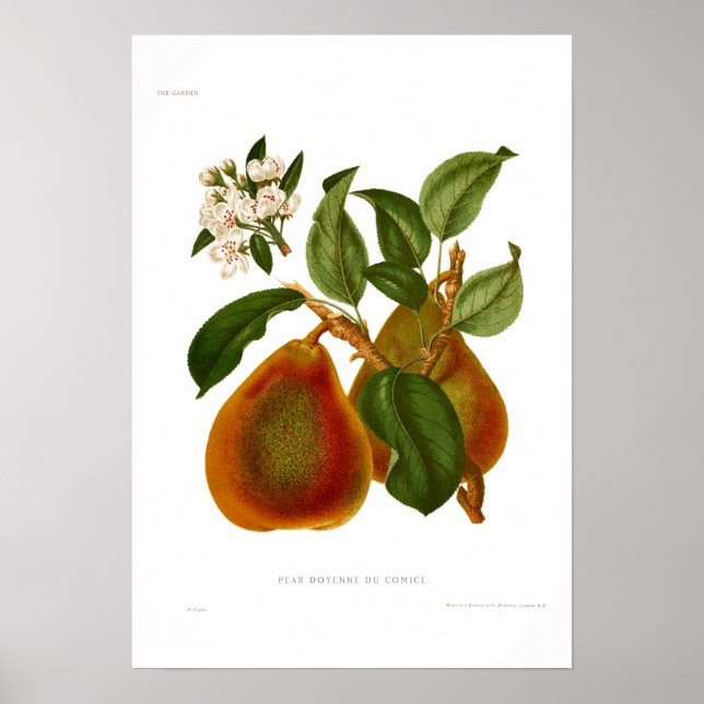 Affiche Pear Doyenne du Comice (Devant)