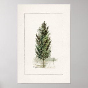 Affiche Pear Tree (Pyrus communis) Aquarelle Peinture