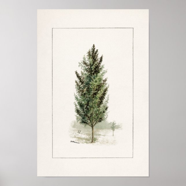 Affiche Pear Tree (Pyrus communis) Aquarelle Peinture (Devant)