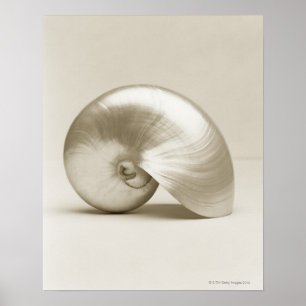 Affiche Pearl Nautilus Seashell