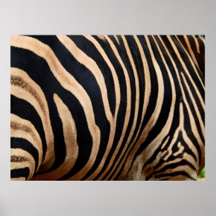 Affiche peau de cheveux de zebraskin, animal, arrière - pl