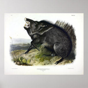 Affiche Peccaire à collier, ou Javelina (Dicotyles tajacu)