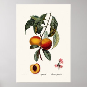 Affiche Pêche