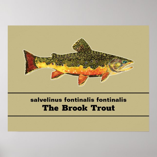 Affiche Pêche à la mouche de l’omble de fontaine Nom latin (Devant)