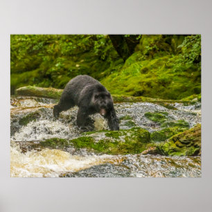 Affiche Pêche à l'ours noir Qua Creek Colombie-Britanniq