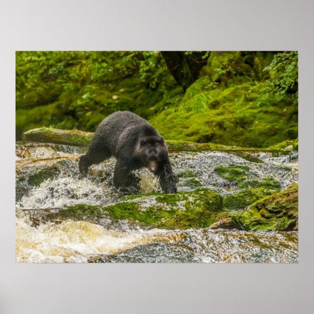 Affiche Pêche à l'ours noir | Qua Creek Colombie-Britanniq (Devant)