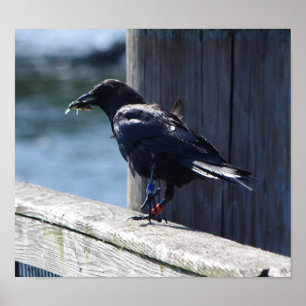 Affiche Pêche de corneille