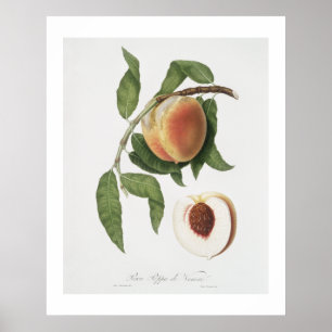 Affiche Pêche (Persica sativa) de Pomona Italiana