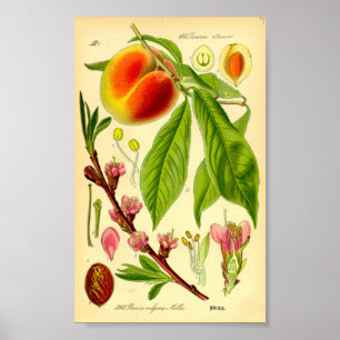 Affiche Pêche (Prunus persica)